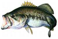 Dibujo Black Bass