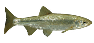 Madrilla Pesca