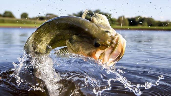 Black Bass en España