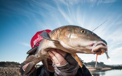 Pesca del Barbo Común en España