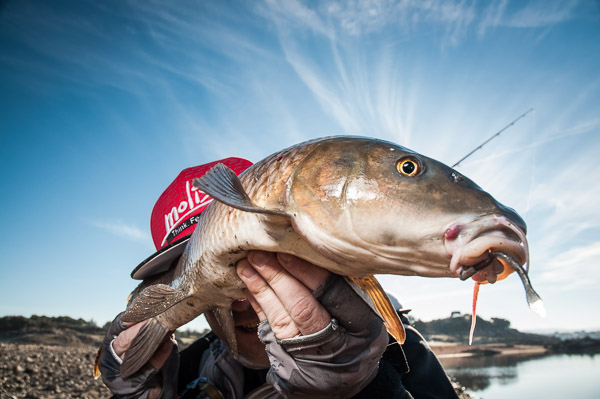 Pesca del Barbo en España - Consejos para Pescadores Expertos
