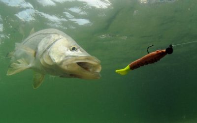 Pesca al Spinning