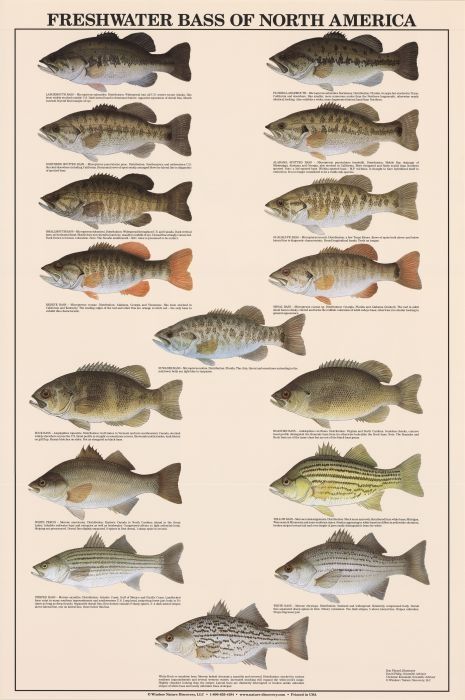 Tipos de Black Bass en España