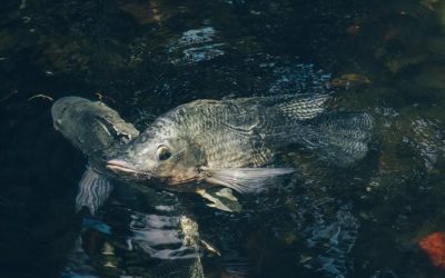 Carpfishing o Pesca de la Carpa en España