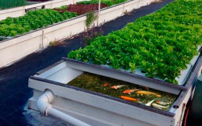 Qué es la Acuaponia