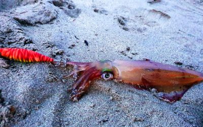 Pesca del Calamar en España