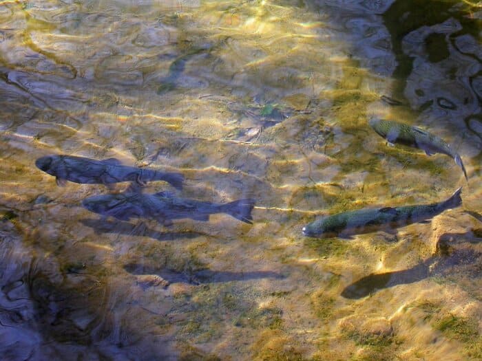 Pesca en el Río Deva