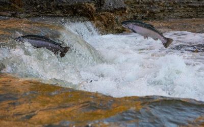 Pesca del Salmón en España