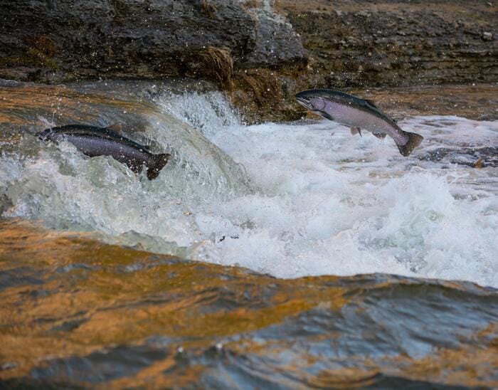 Pesca del Salmón en España