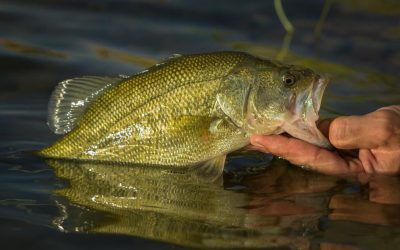 La pesca en la Comunidad de Madrid. ¿Es recomendable?