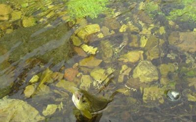 Pesca en el Río Negro