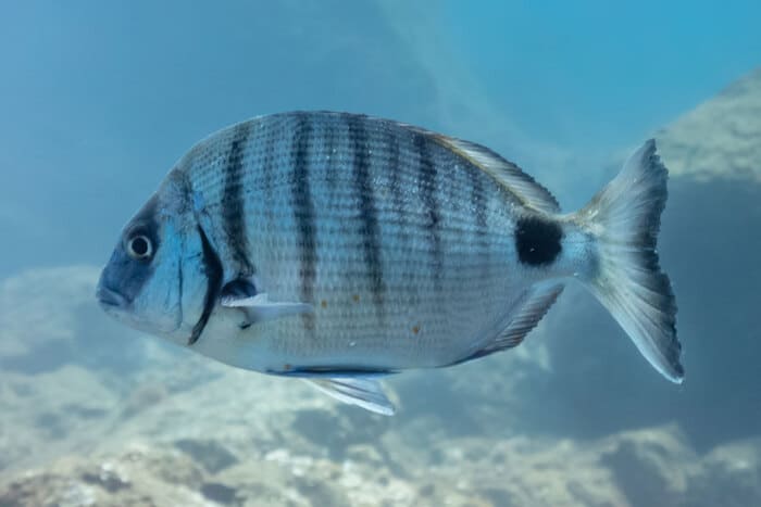 Pesca de Sargos en Asturias