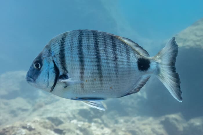 Auto frecuentemente voz La Pesca de Sargos en Asturias | Todo lo que necesitas saber