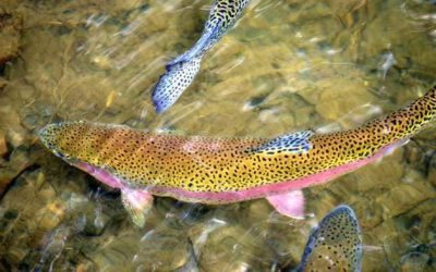 Especies de Truchas en España