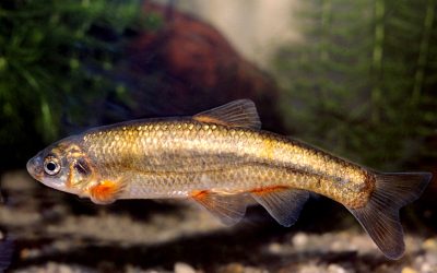 Pesca de la Bermejuela en España