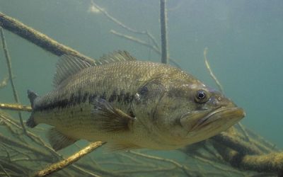 ¿Es la pesca del Black Bass en España buena?