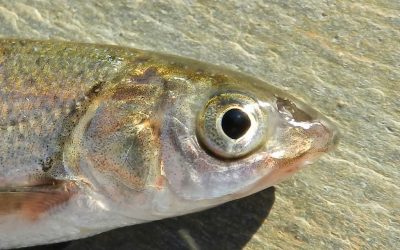 Pesca de la Boga en España