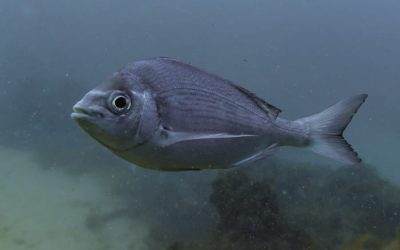 Pesca de la Chopa en Asturias