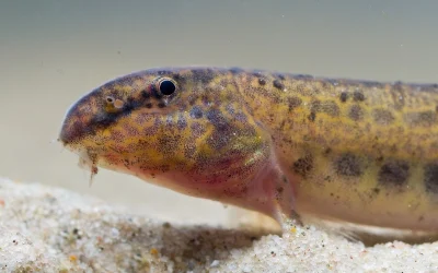 Pesca de la Colmilleja en España