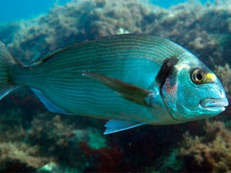 Pesca de la Dorada en Asturias