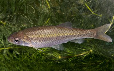 Pesca de la Madrilla