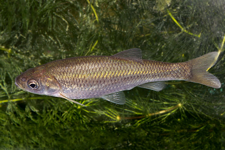 Pesca de la Madrilla