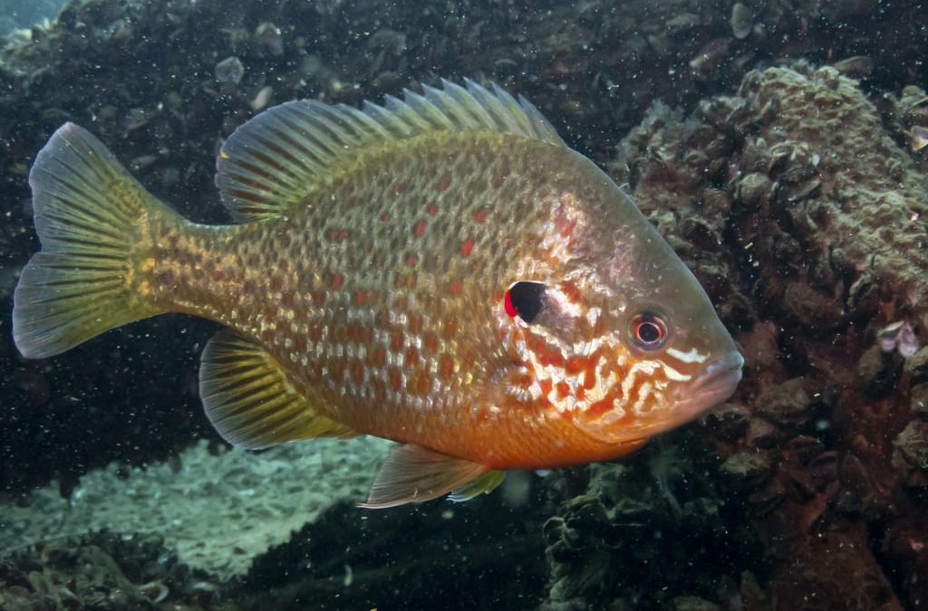 Pesca del Pez Percasol