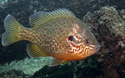 Pesca del Pez Percasol