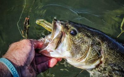 Swimbaits lures para la pesca del Black Bass