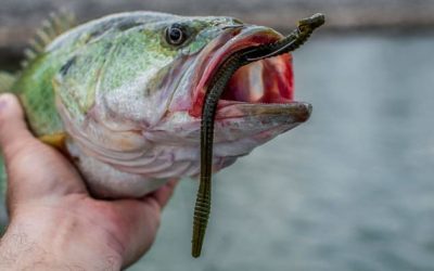 Texas rig para la Pesca del Black Bass