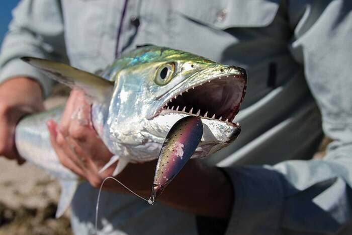 Cómo elegir la mejor caña para pescar con cucharilla