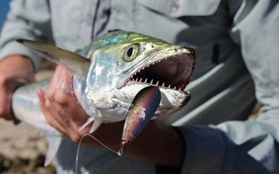 Qué color de cucharilla es el más efectivo para la pesca en agua salada