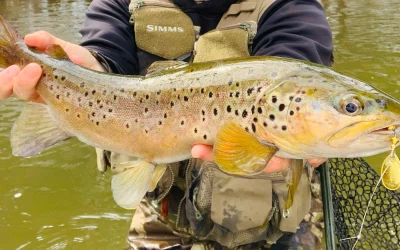 Mejor Río para la pesca de la trucha en Asturias