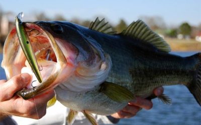 Mejores Señuelos para la pesca del Black Bass en primavera