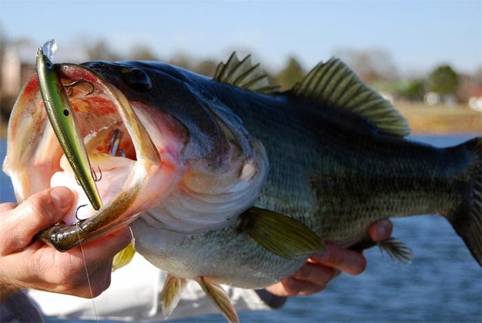 Seguir Elaborar Inminente Mejores Señuelos para la pesca del Black Bass en primavera