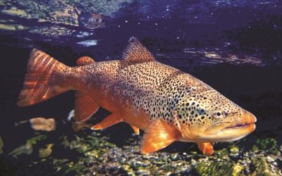 10 consejos para iniciarse en la pesca de la trucha en río