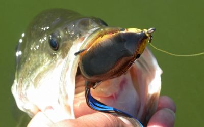 Topwater lures para la pesca del Black Bass