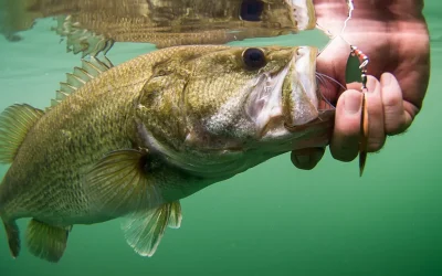 El peligro de la pesca del Black Bass