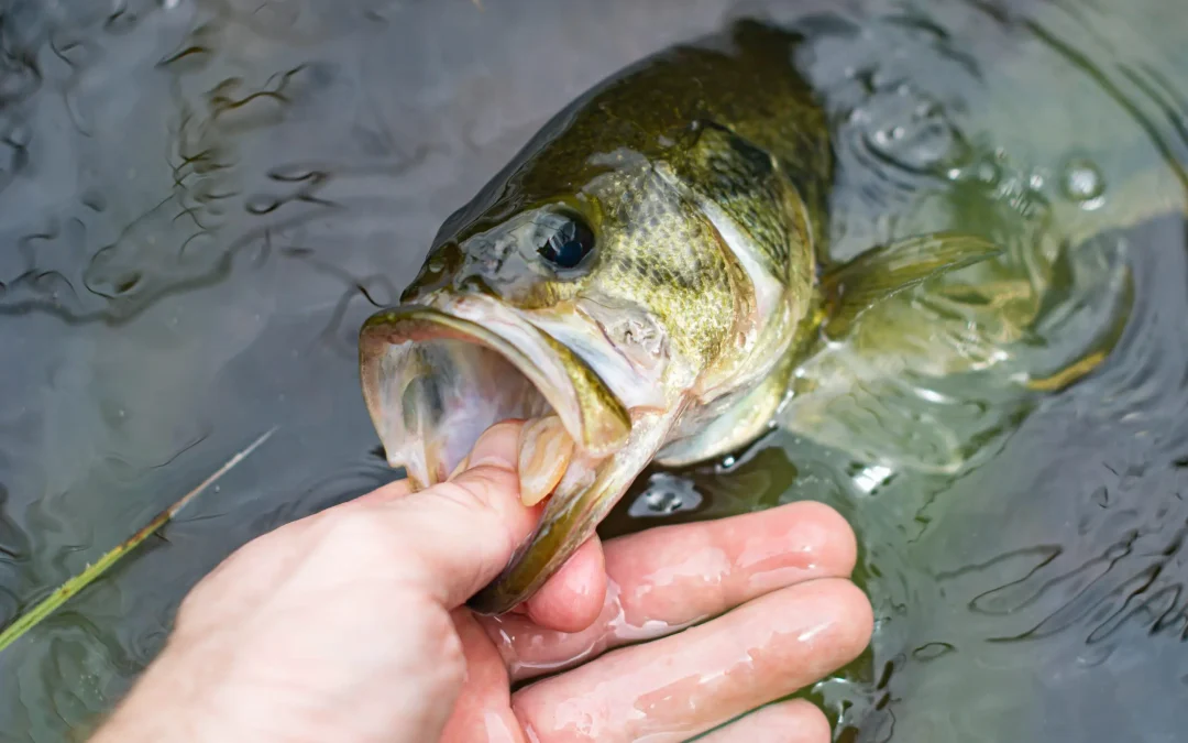 Cómo localizar los black bass en los días más calurosos del verano