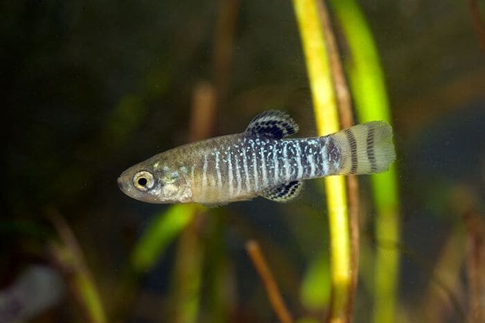 Especies Protegidas de Agua Dulce en España