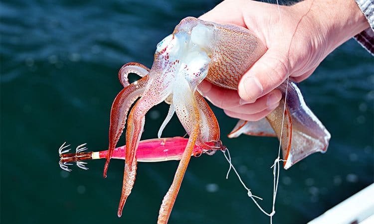 Pesca del Calamar con Caña