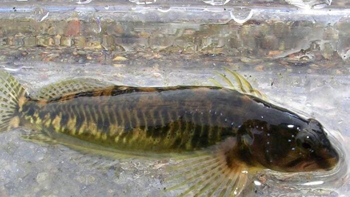 Pesca del pez fraile en España