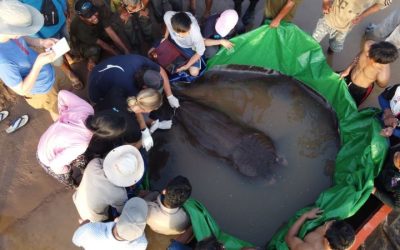 ¿Cuál es el pez más grande que se ha pescado en la historia?