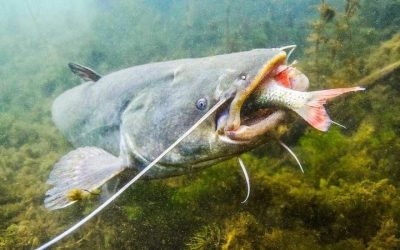 ¿Cuál es el siluro más grande pescado en España?