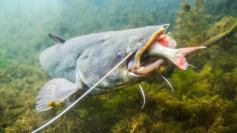 ¿Cuál es el siluro más grande pescado en España?