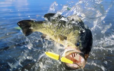 10 mitos falsos sobre la pesca del Black Bass