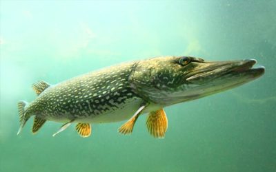 10 mitos falsos de la pesca del Lucio