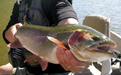 10 mitos falsos sobre la pesca de la trucha