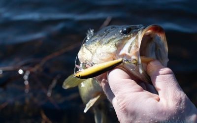 17 embalses para la pesca de Black Bass en León
