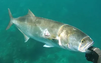 Pesca de la Anjova en España